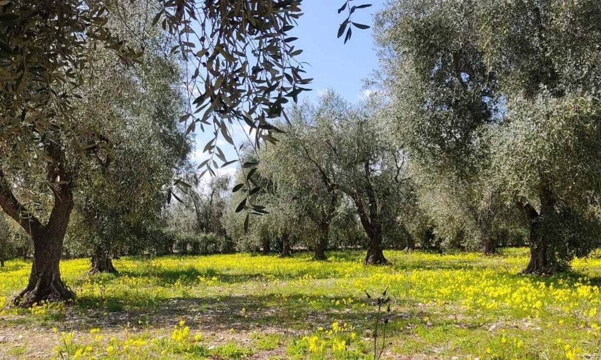 Montincello Apartment | Tre Appartamenti in Villa con Giardino Vicino al Mare