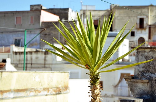 Canosa di Puglia House | House for 5 guests with 100m² in Canosa di Puglia (77378)