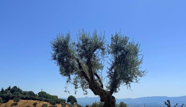 Agriturismo Miracco Atanasio Franco "Il Maniero" in Santa Sofia dʼEpiro