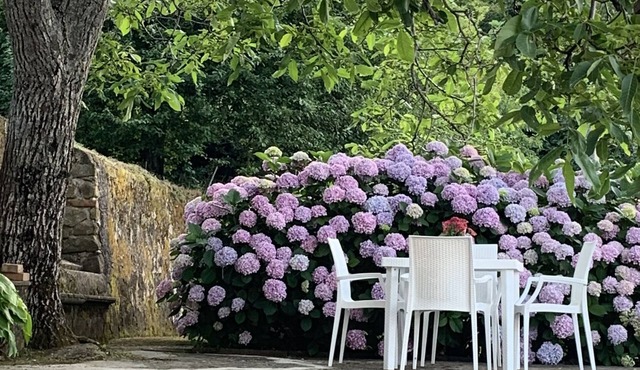 Cozy, comfortable, surrounded by greenery in the historic center