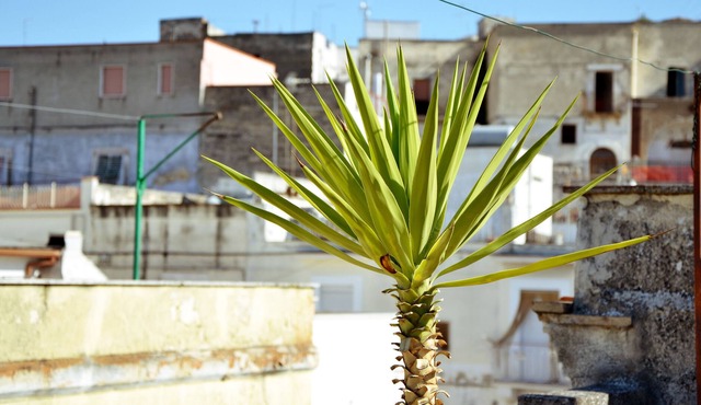 House for 5 guests with 100m² in Canosa di Puglia (77378)