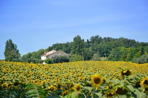 LE PIUME B&B in Cupramontana