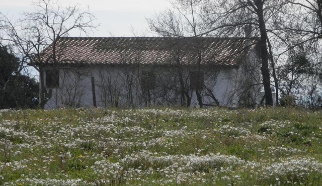 Roman Countryside! House surrounded by nature in SantʼOreste