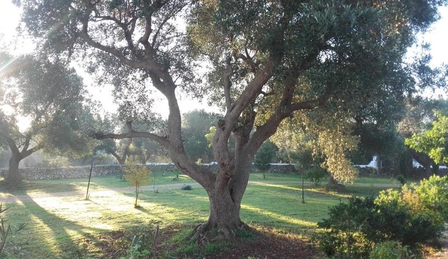 Sol Invictus Est in Serranova
