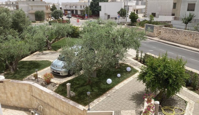 The five olive trees in Alberobello
