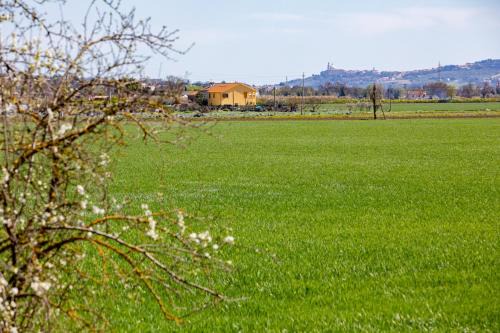 Verde Marche in Castelfidardo