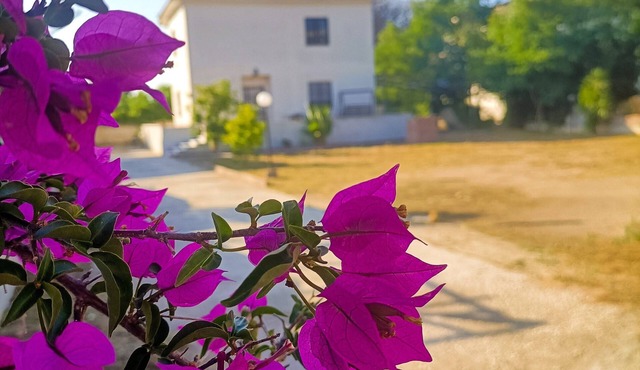 VILLA LUCY Look us up on the net Here only for visibility, photos mozzarella and bouganvill
