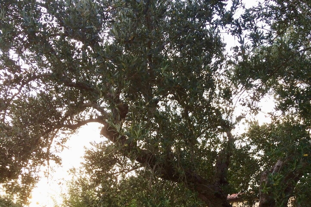 Photo of Outdoor in Gioi