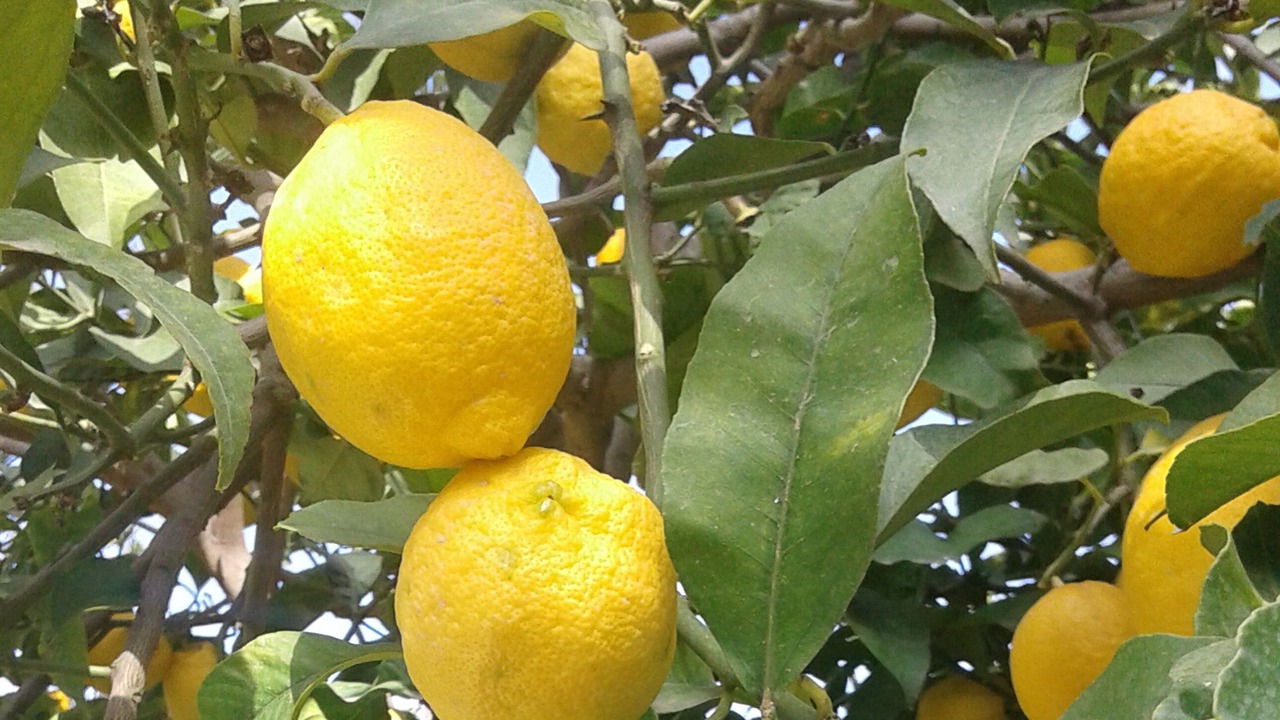 Photo of Outdoor in Perdifumo