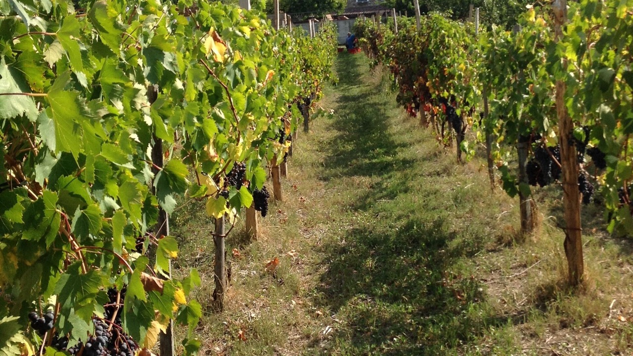 Photo of Outdoor in Capaccio-Paestum