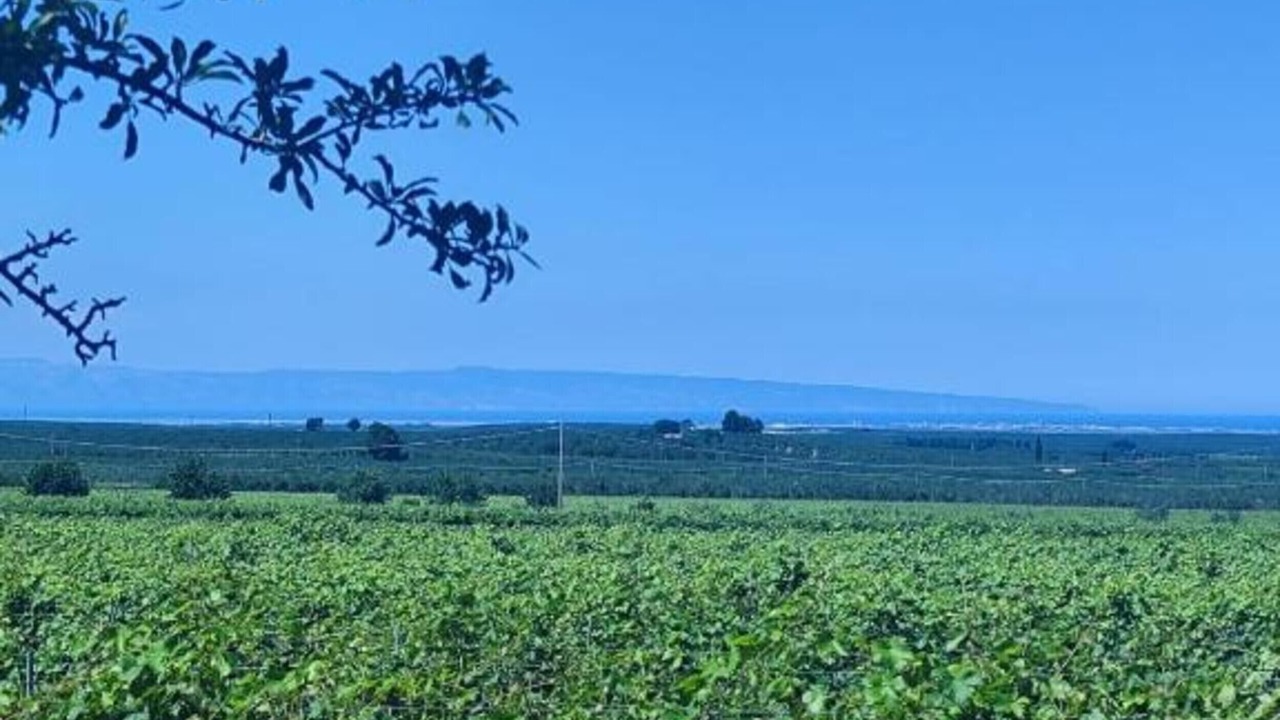 Photo of Others in Montegrosso