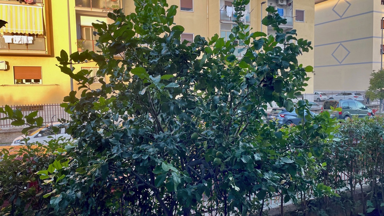 Photo of Outdoor in Salerno
