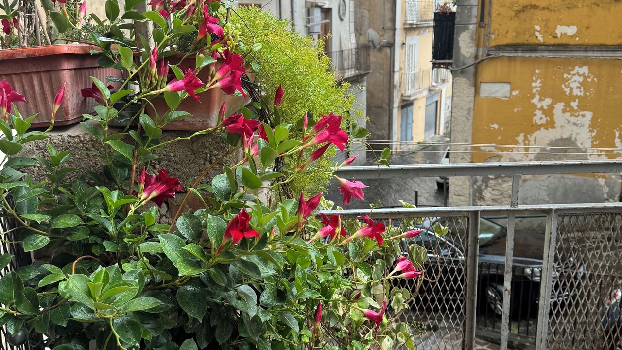 Photo of Outdoor in Teano