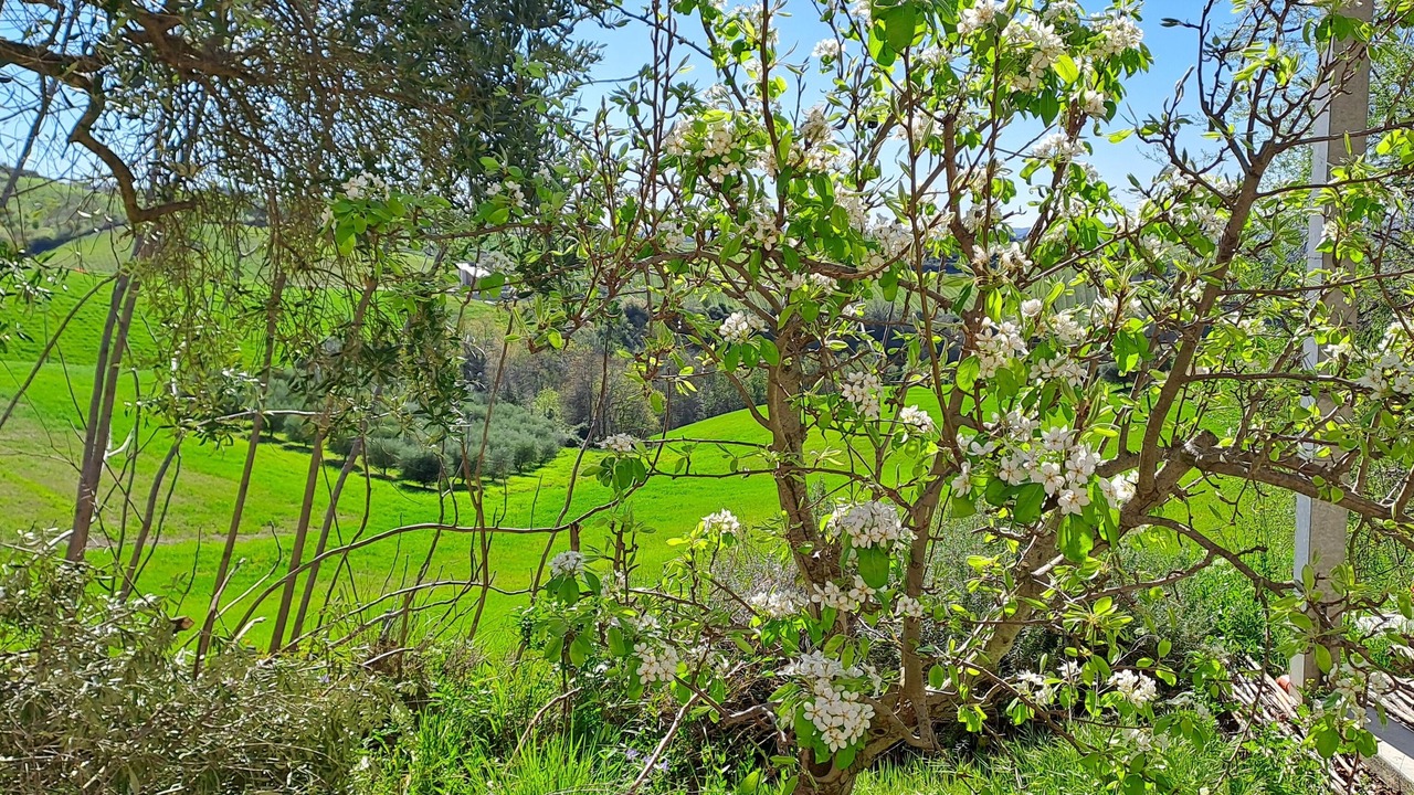 Photo of Outdoor in Offida