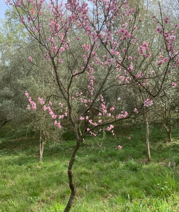 Photo of Others in Torchiara
