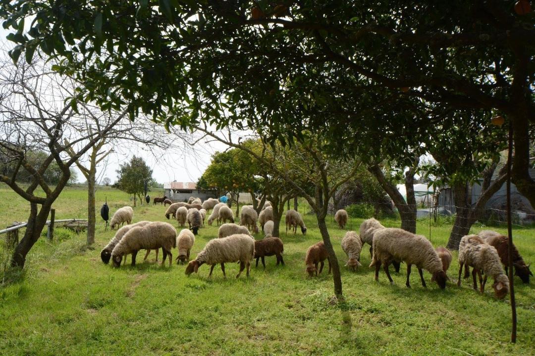 Photo of Others in Ascea