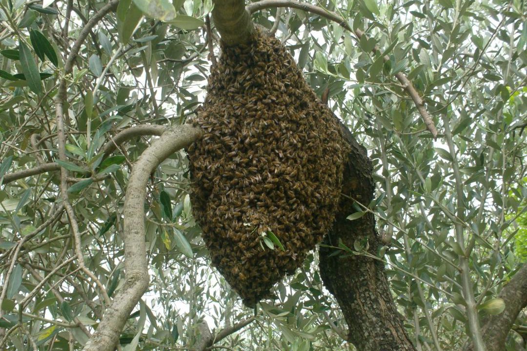 Photo of Others in Sicignano degli Alburni