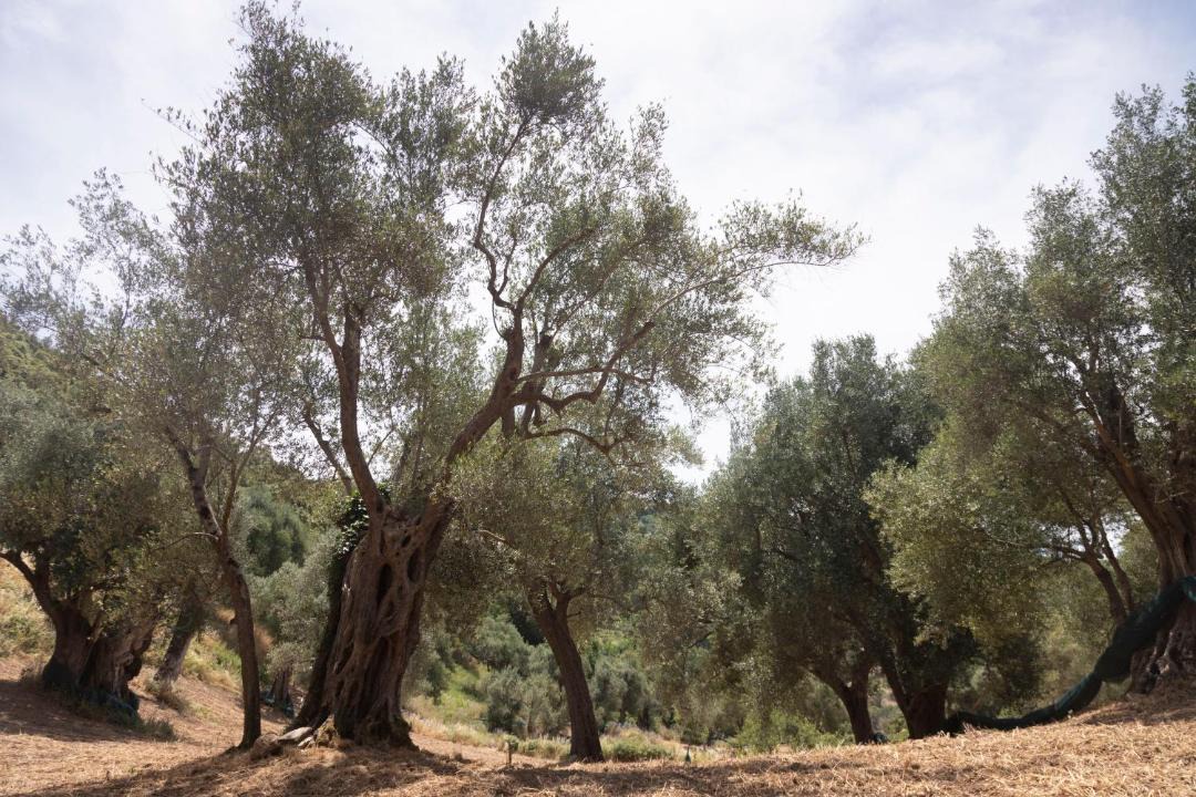 Photo of Others in Ascea