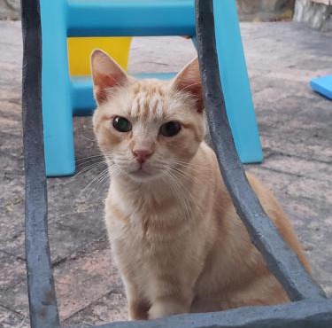 La tela di Penelope